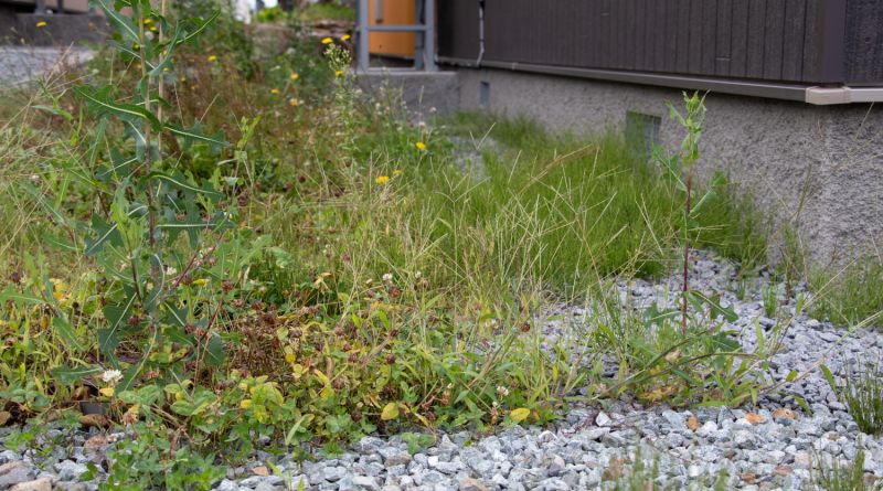 被子植物の種類